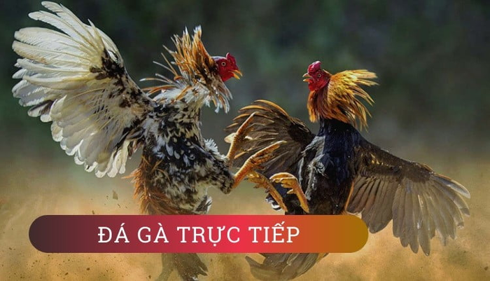 Tham khảo các hướng dẫn bí quyết chơi đá gà NEW88
